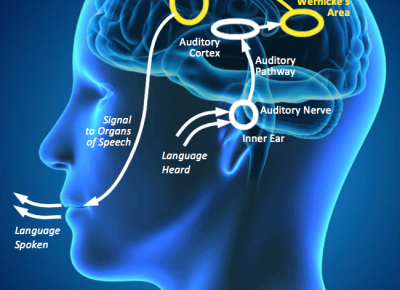 Real-time speech interpretation in the human brain